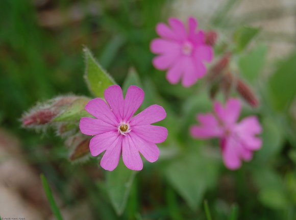 Silene dioica (L.) Clairv. Caryophyllaceae - Compagnon rouge