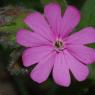 Silene dioica (L.) Clairv. Caryophyllaceae - Compagnon rouge