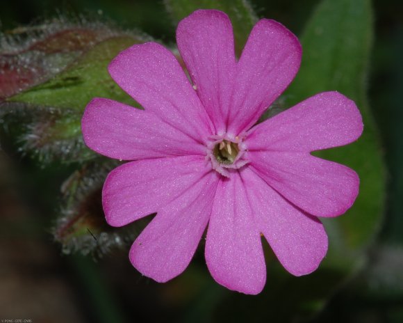 Silene dioica (L.) Clairv. Caryophyllaceae - Compagnon rouge