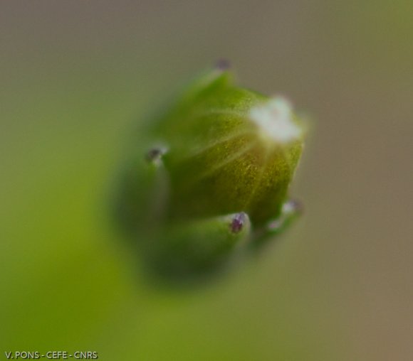 Stellaria media L. Vill. Caryophyllaceae - Stellaire intermédiai