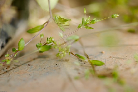 Stellaria media L. Vill. Caryophyllaceae - Stellaire intermédiai