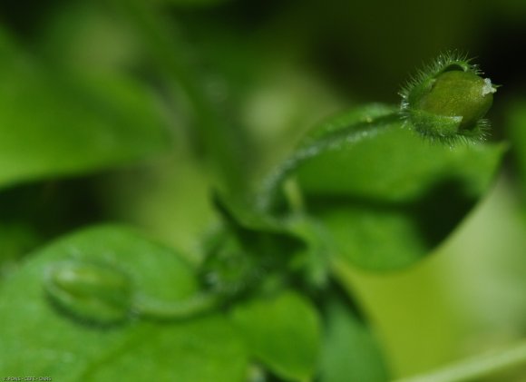 Stellaria media L. Vill. Caryophyllaceae - Stellaire intermédiai