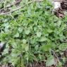 Stellaria nemorum L. Caryophyllaceae  - Stellaire des bois