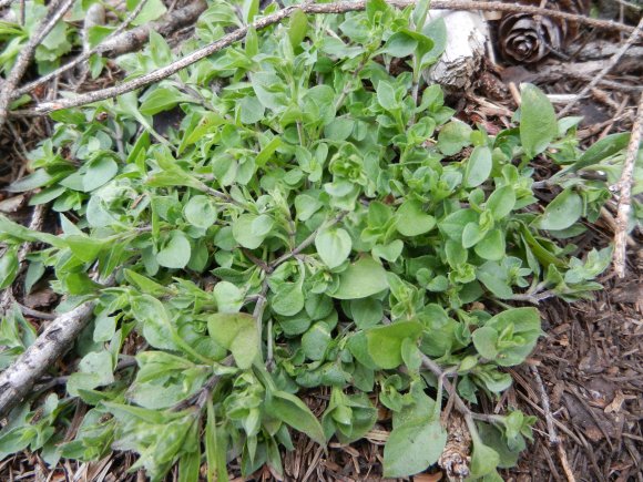 Stellaria nemorum L. Caryophyllaceae  - Stellaire des bois