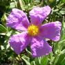 Cistus albidus L. Cistaceae - Ciste blanc