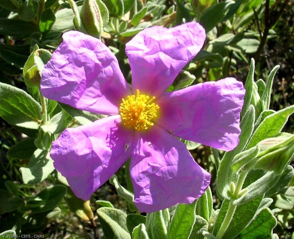 Cistus albidus L. Cistaceae - Ciste blanc