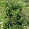 Cistus monspeliensis L. Cistaceae - Ciste de Montpellier