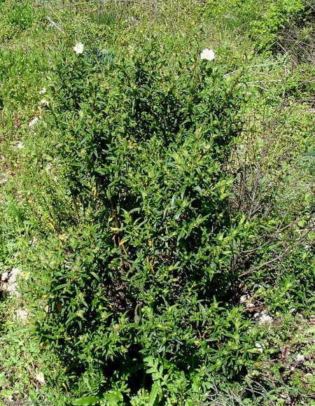 Cistus monspeliensis L. Cistaceae - Ciste de Montpellier