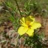 Helianthemum hirtum (L.) Mill. Cistaceae Hélianthème hérissé