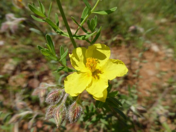 Helianthemum hirtum (L.) Mill. Cistaceae Hélianthème hérissé