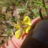 Helianthemum hirtum (L.) Mill. Cistaceae Hélianthème hérissé