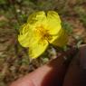 Helianthemum hirtum (L.) Mill. Cistaceae Hélianthème hérissé