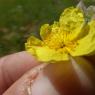 Helianthemum hirtum (L.) Mill. Cistaceae Hélianthème hérissé