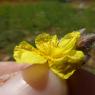 Helianthemum hirtum