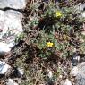 Helianthemum marifolium Mill. Cistaceae - Hélianthème à feuille