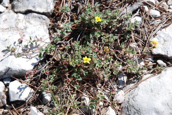 Helianthemum marifolium Mill. Cistaceae - Hélianthème à feuille