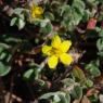 Helianthemum marifolium Mill. Cistaceae - Hélianthème à feuille