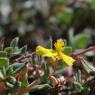 Helianthemum marifolium Mill. Cistaceae - Hélianthème à feuille