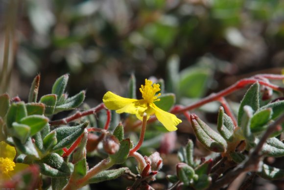 Helianthemum marifolium Mill. Cistaceae - Hélianthème à feuille