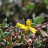 Helianthemum marifolium Mill. Cistaceae - Hélianthème à feuille