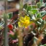 Helianthemum marifolium Mill. Cistaceae - Hélianthème à feuille