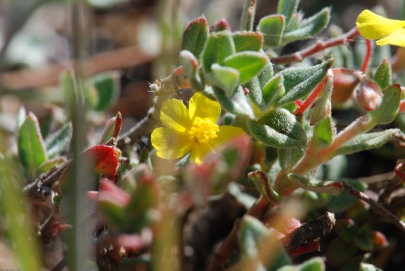 Helianthemum marifolium Mill. Cistaceae - Hélianthème à feuille