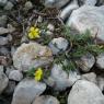 Helianthemum marifolium Mill. Cistaceae - Hélianthème à feuille