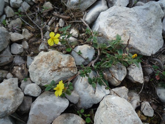 Helianthemum marifolium Mill. Cistaceae - Hélianthème à feuille