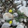 Helianthemum marifolium Mill. Cistaceae - Hélianthème à feuille