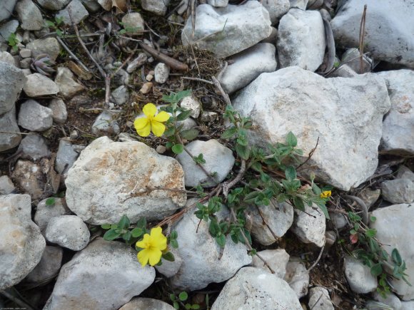 Helianthemum marifolium Mill. Cistaceae - Hélianthème à feuille