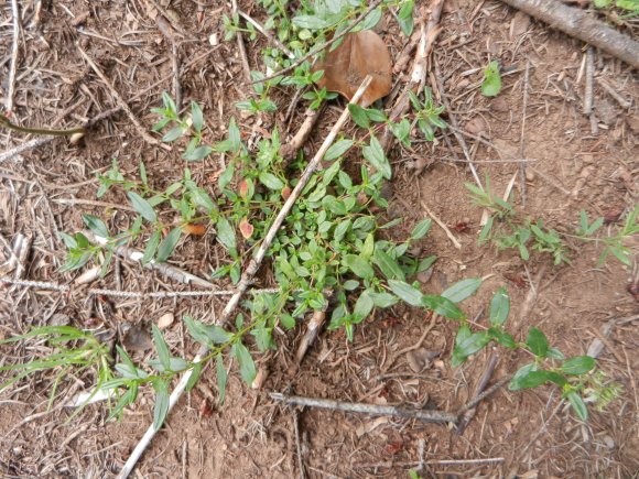 Helianthemum nummularium (L.) Mill. Cistaceae - Hélianthème jaun