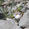 Convolvulus lineatus L. Convolvulaceae - Liseron rayé