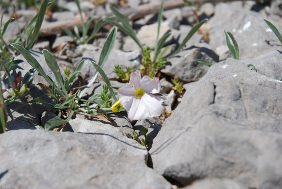 Convolvulus lineatus L. Convolvulaceae - Liseron rayé