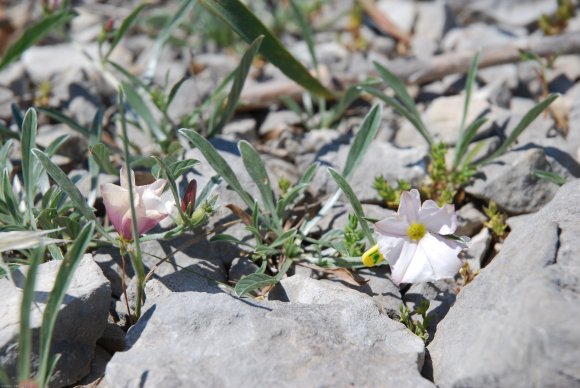 Convolvulus lineatus L. Convolvulaceae - Liseron rayé