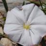 Convolvulus lineatus L. Convolvulaceae - Liseron rayé