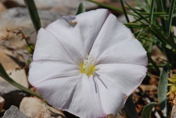 Convolvulus lineatus L. Convolvulaceae - Liseron rayé