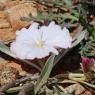 Convolvulus lineatus L. Convolvulaceae - Liseron rayé