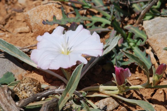 Convolvulus lineatus L. Convolvulaceae - Liseron rayé