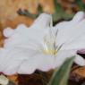 Convolvulus lineatus L. Convolvulaceae - Liseron rayé