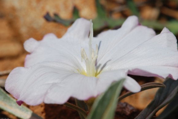 Convolvulus lineatus L. Convolvulaceae - Liseron rayé