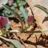 Convolvulus lineatus L. Convolvulaceae - Liseron rayé