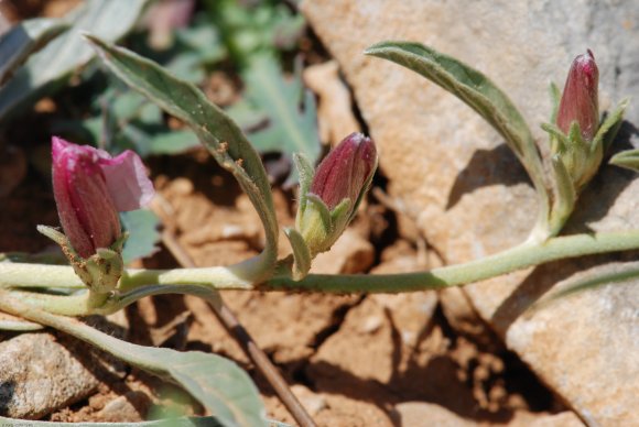 Convolvulus lineatus L. Convolvulaceae - Liseron rayé