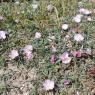 Convolvulus lineatus L. Convolvulaceae - Liseron rayé