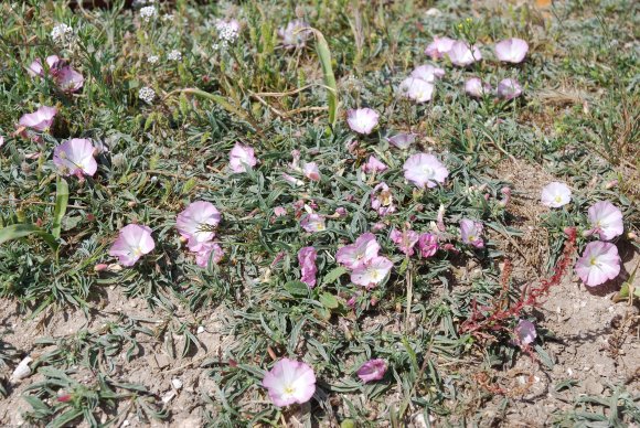 Convolvulus lineatus L. Convolvulaceae - Liseron rayé