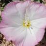 Convolvulus lineatus L. Convolvulaceae - Liseron rayé