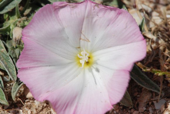 Convolvulus lineatus L. Convolvulaceae - Liseron rayé