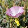 Convolvulus lineatus L. Convolvulaceae - Liseron rayé