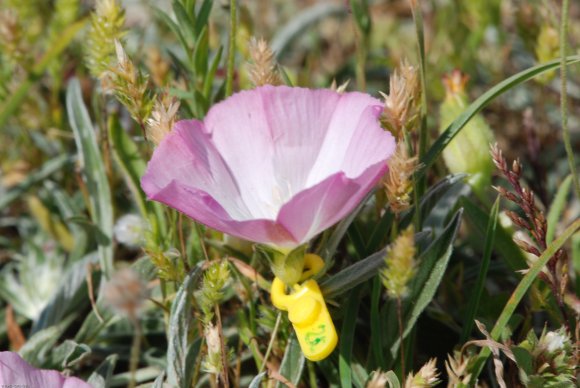 Convolvulus lineatus L. Convolvulaceae - Liseron rayé