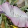 Convolvulus lineatus L. Convolvulaceae - Liseron rayé