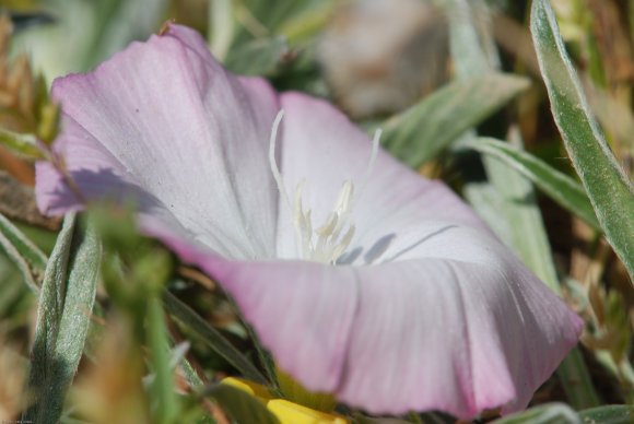 Convolvulus lineatus L. Convolvulaceae - Liseron rayé